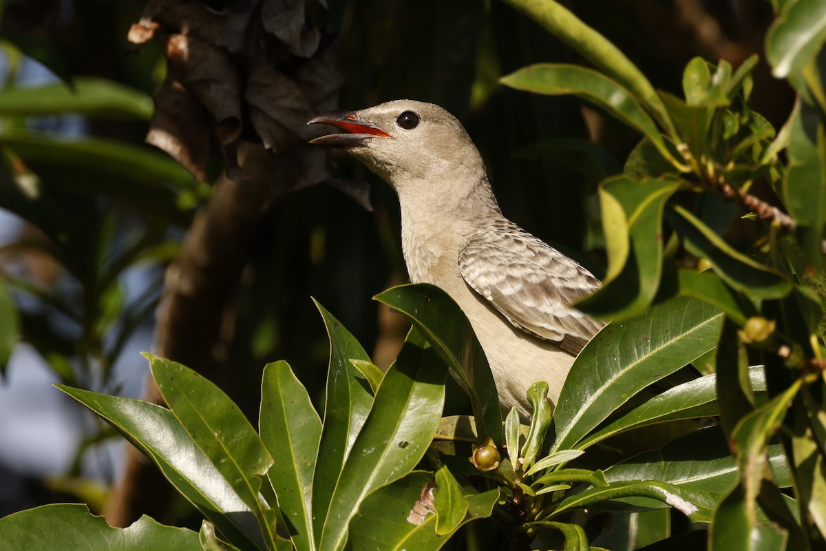 Great Bowerbird - ML620397877