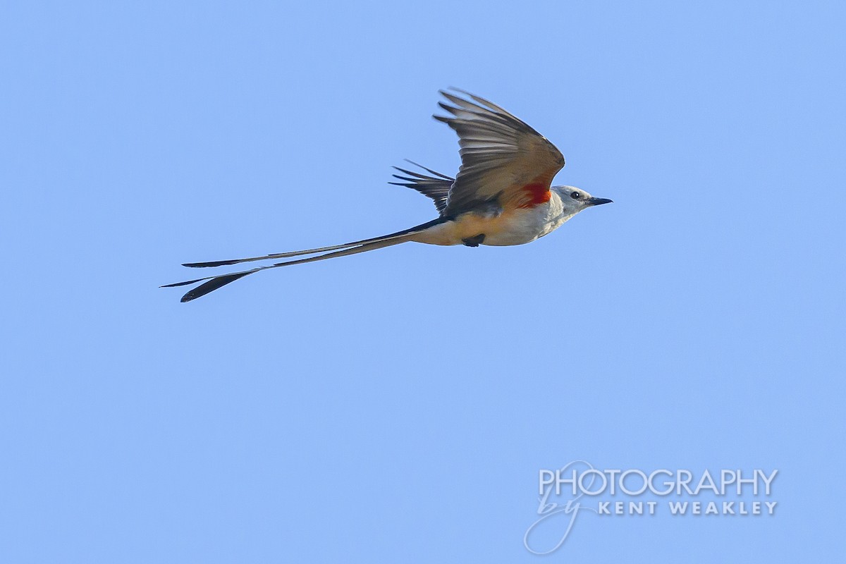 Scissor-tailed Flycatcher - ML620397884