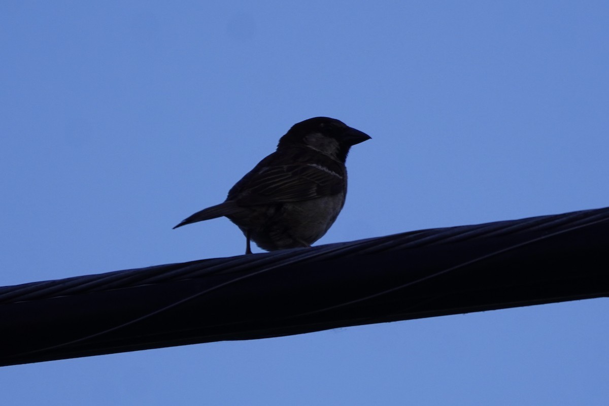 House Sparrow - ML620397886