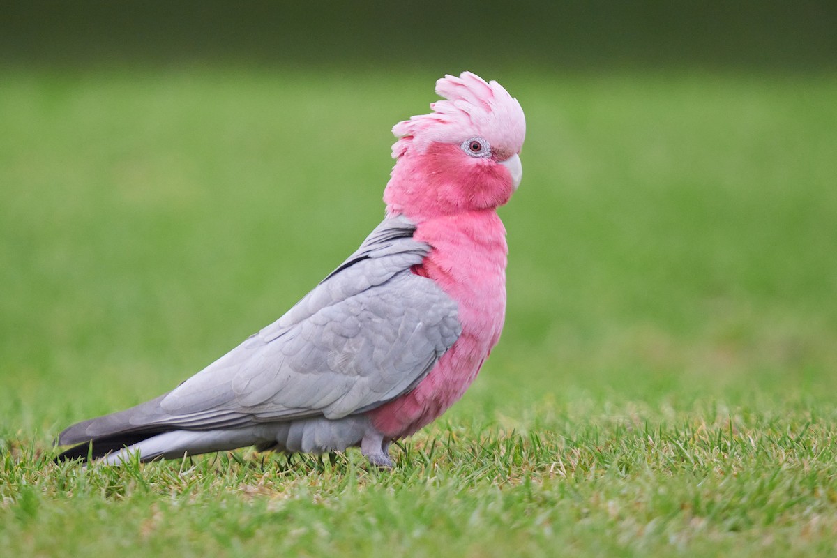 Galah - ML620397889