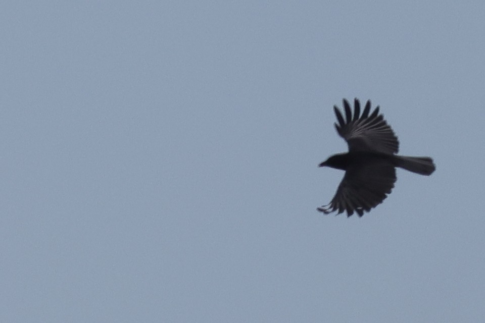 American/Fish Crow - ML620397892