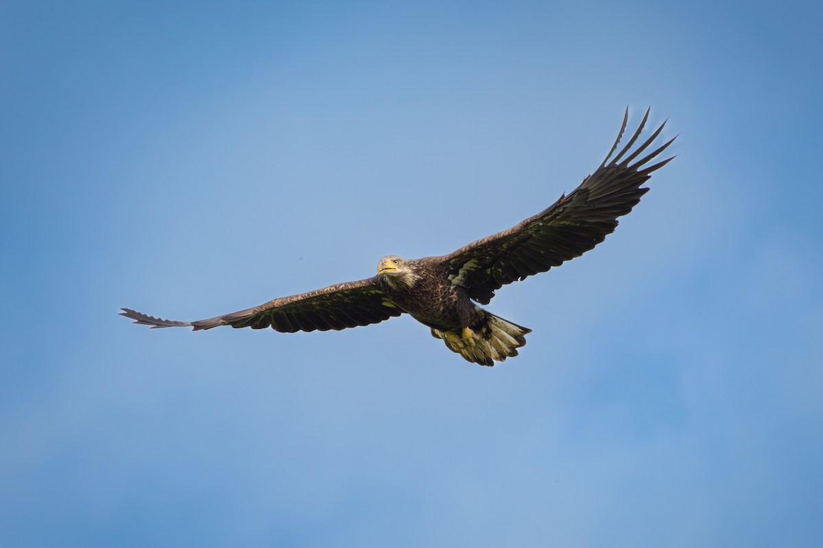 Bald Eagle - ML620397899