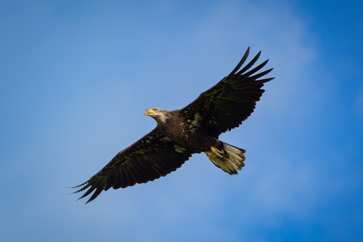 Bald Eagle - ML620397900