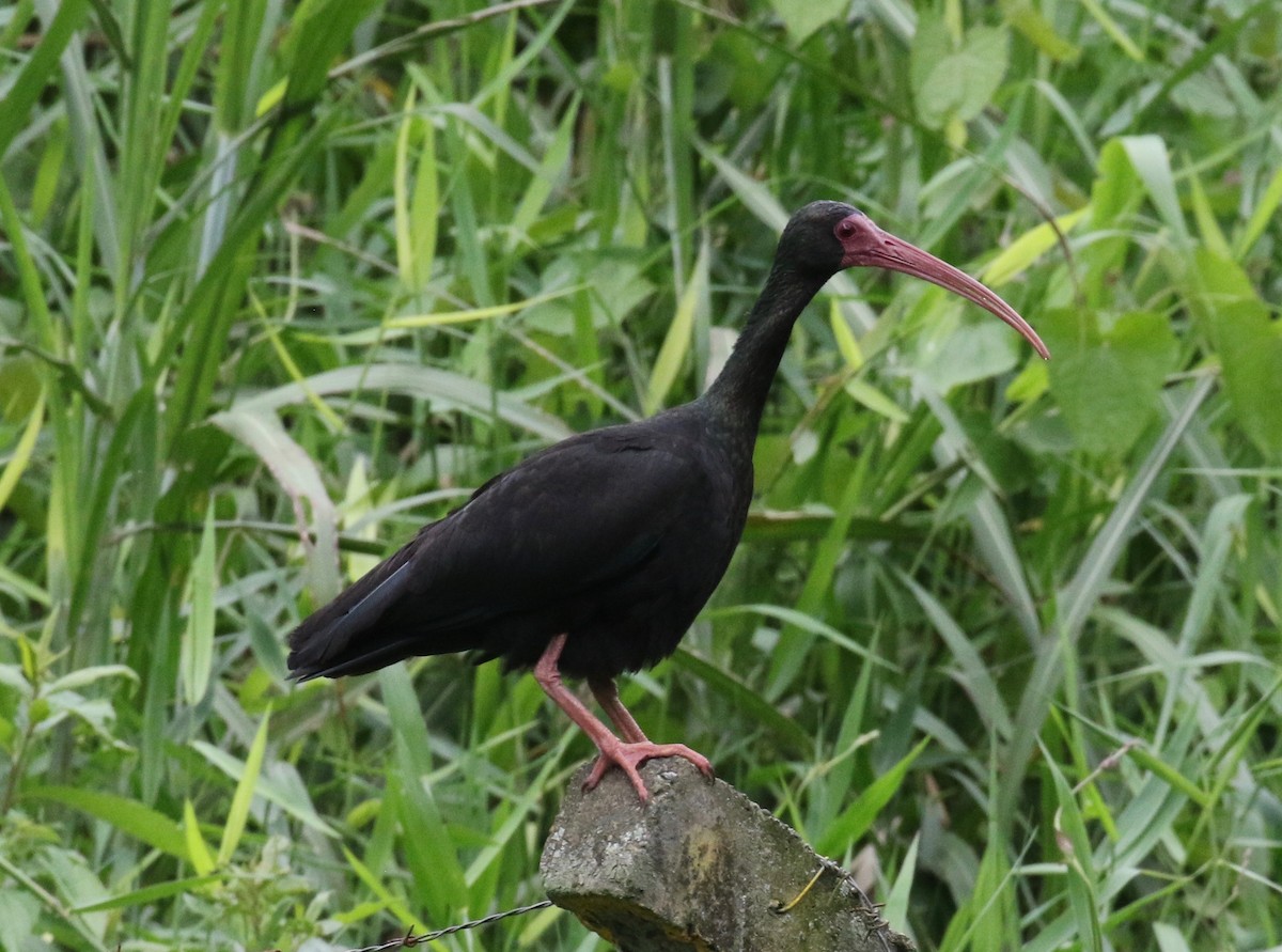 ibis tmavý - ML620397908