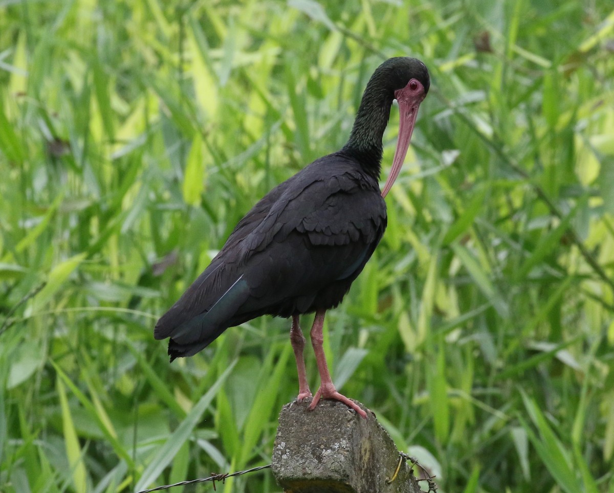 Bare-faced Ibis - ML620397915