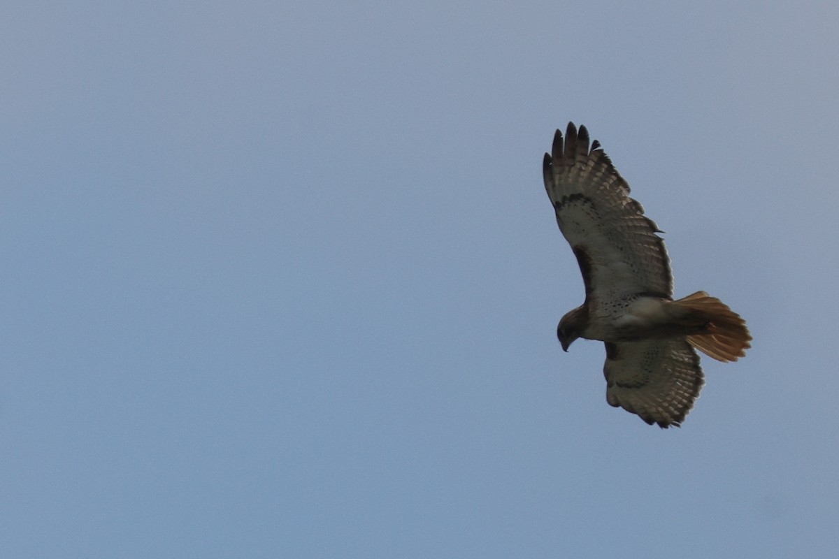 Red-tailed Hawk (borealis) - ML620397917