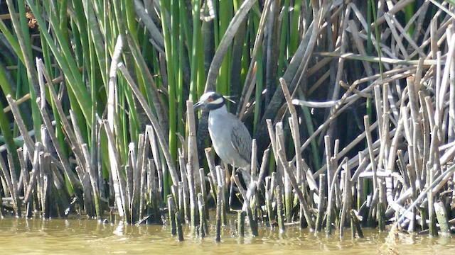 Yellow-crowned Night Heron - ML620397931