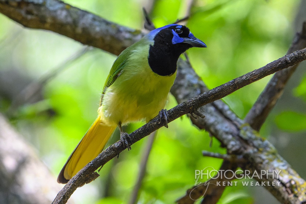 Green Jay - ML620397932