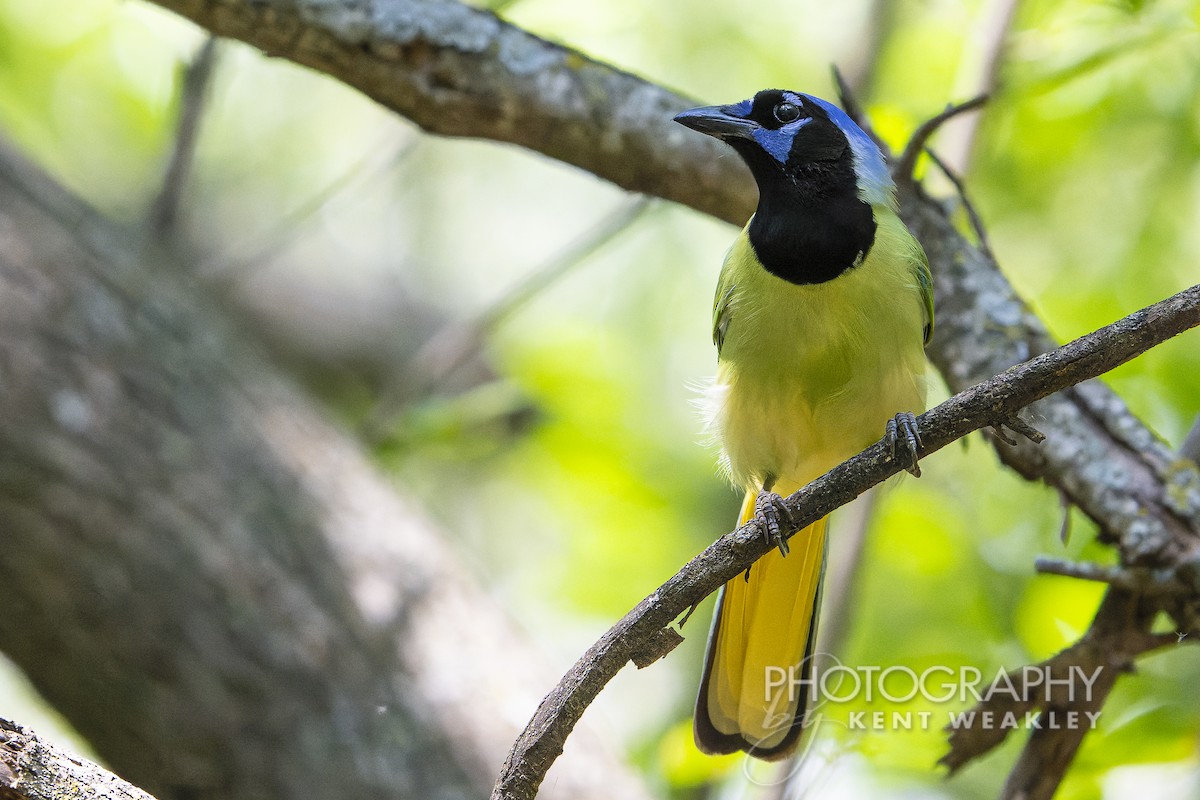 Green Jay - ML620397933