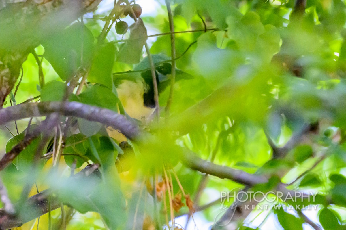 Green Jay - ML620397935