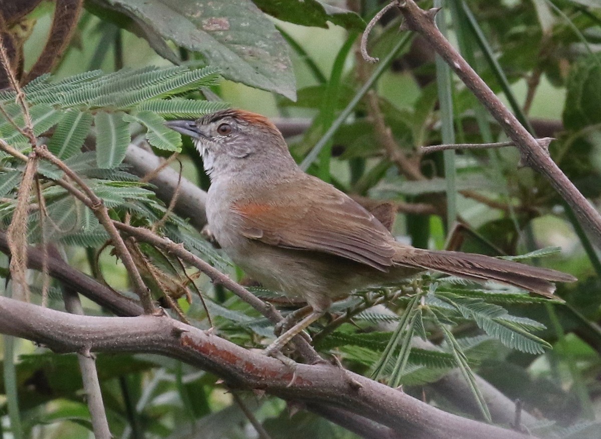 Pale-breasted Spinetail - ML620397936
