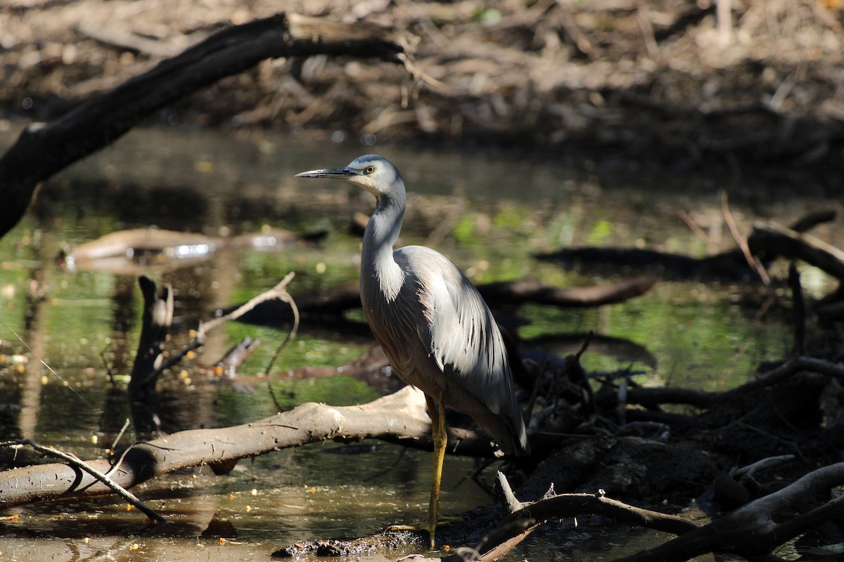 White-faced Heron - ML620397937