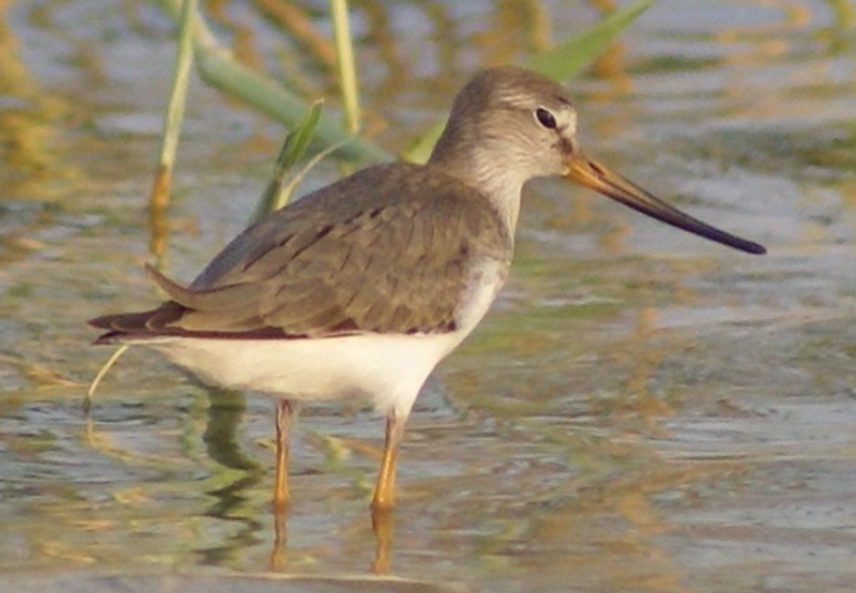 Terek Sandpiper - ML620397968