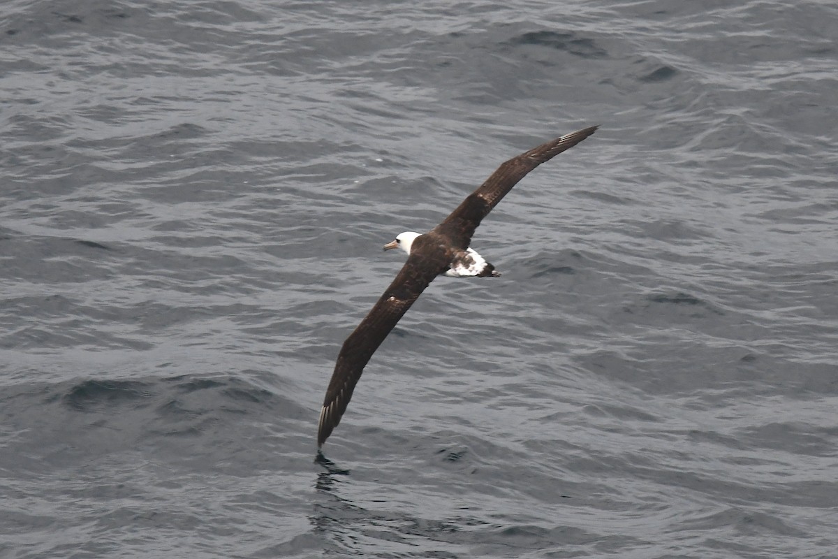 Laysan Albatross - ML620397971