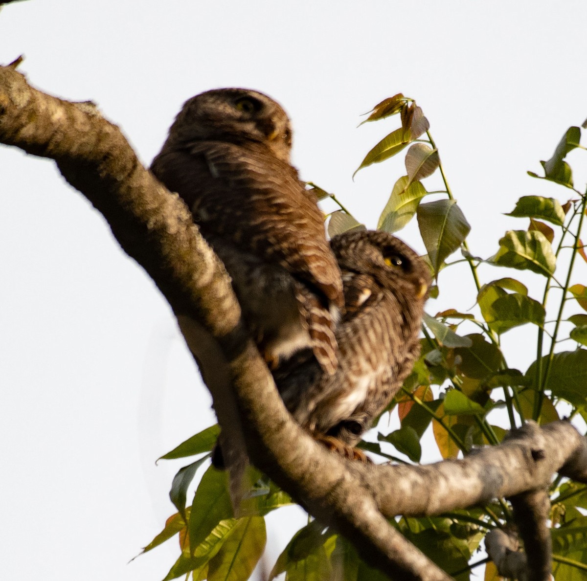 Asian Barred Owlet - ML620397973
