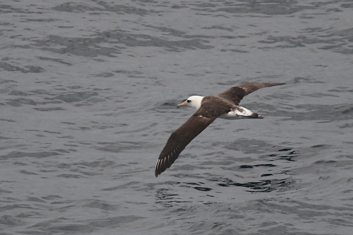 Laysan Albatross - ML620397975