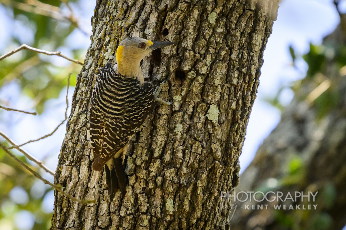 Golden-fronted Woodpecker - Kent Weakley