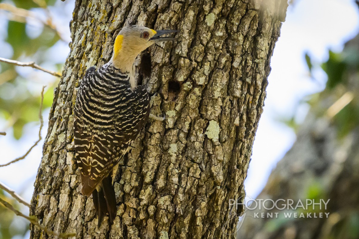 Golden-fronted Woodpecker - ML620397979