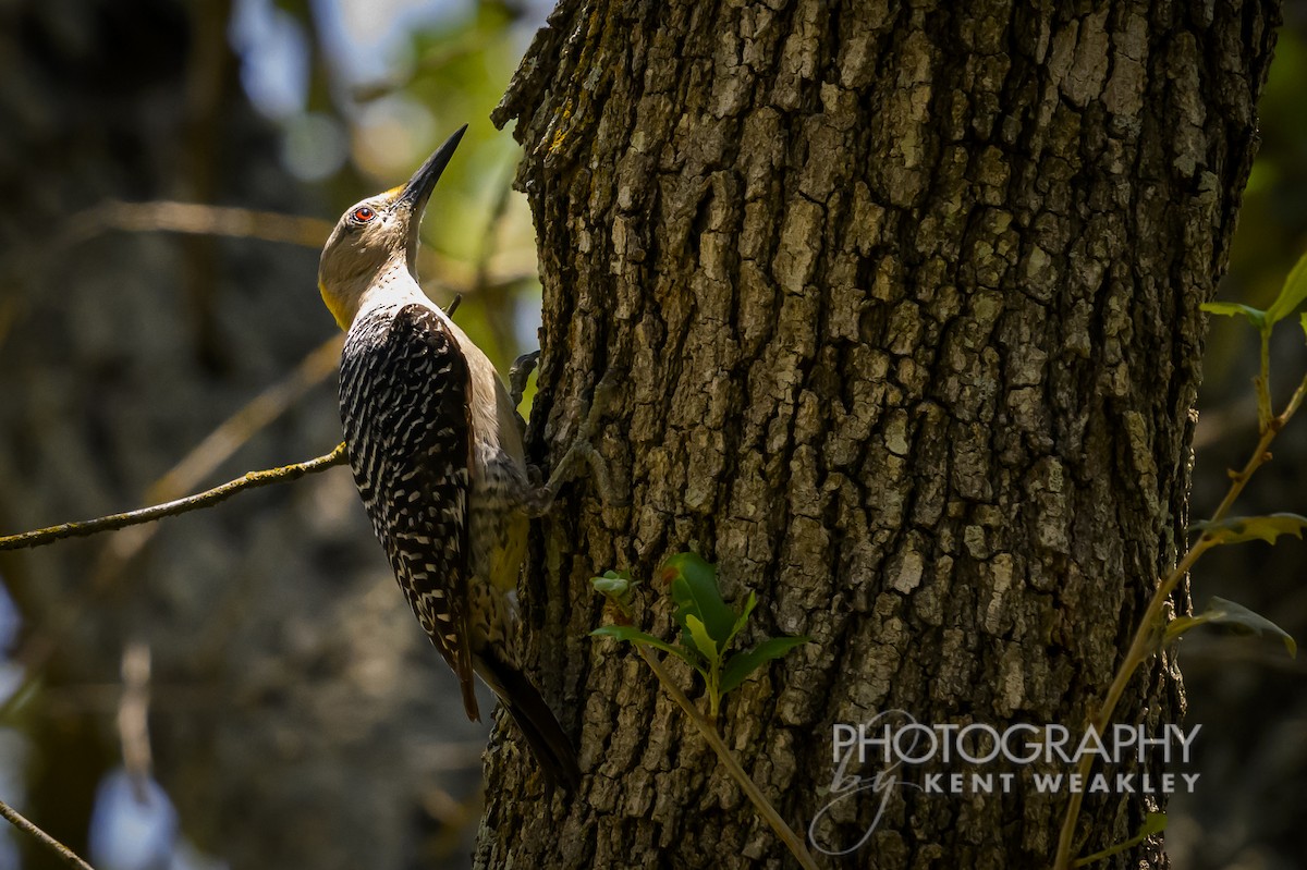 Golden-fronted Woodpecker - ML620397980