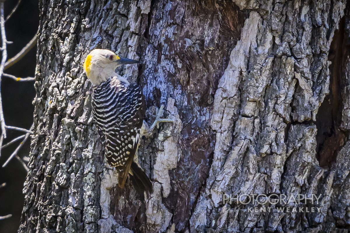 Golden-fronted Woodpecker - ML620397981