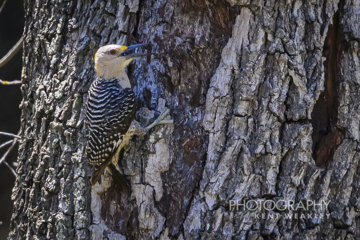 Golden-fronted Woodpecker - ML620397983