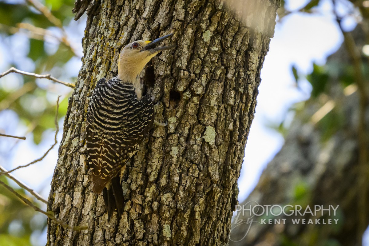 Golden-fronted Woodpecker - ML620397984