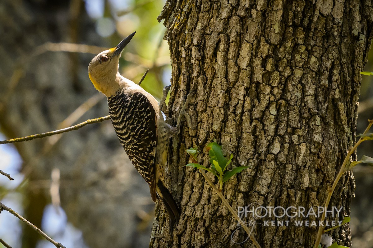 Golden-fronted Woodpecker - ML620397985