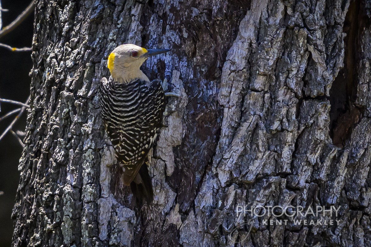 Golden-fronted Woodpecker - ML620397986