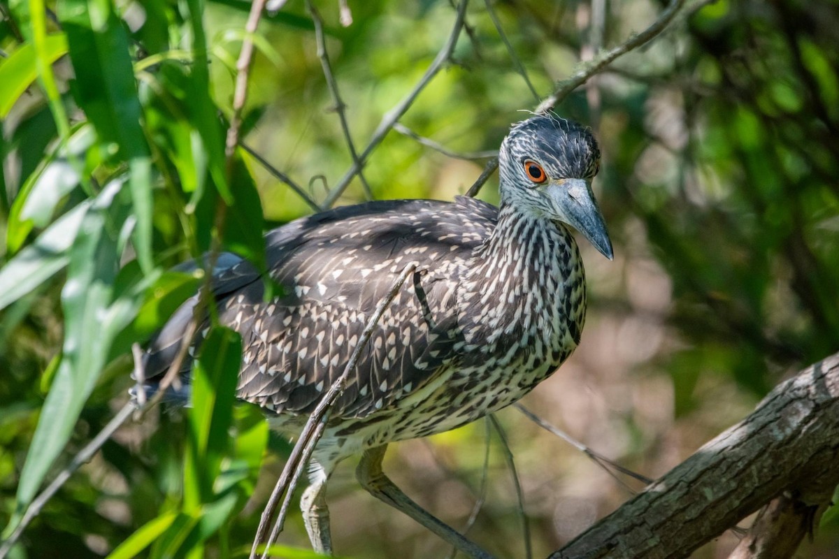 Yellow-crowned Night Heron - ML620397989