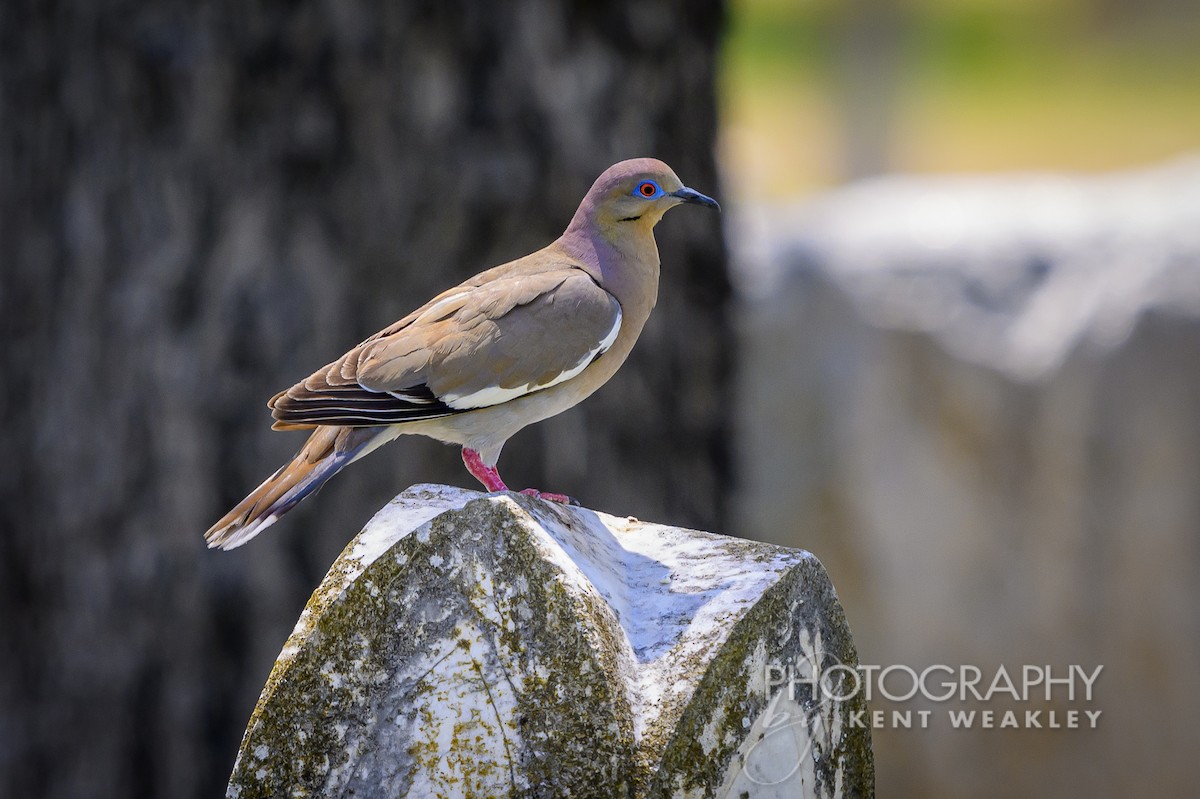 White-winged Dove - ML620397991