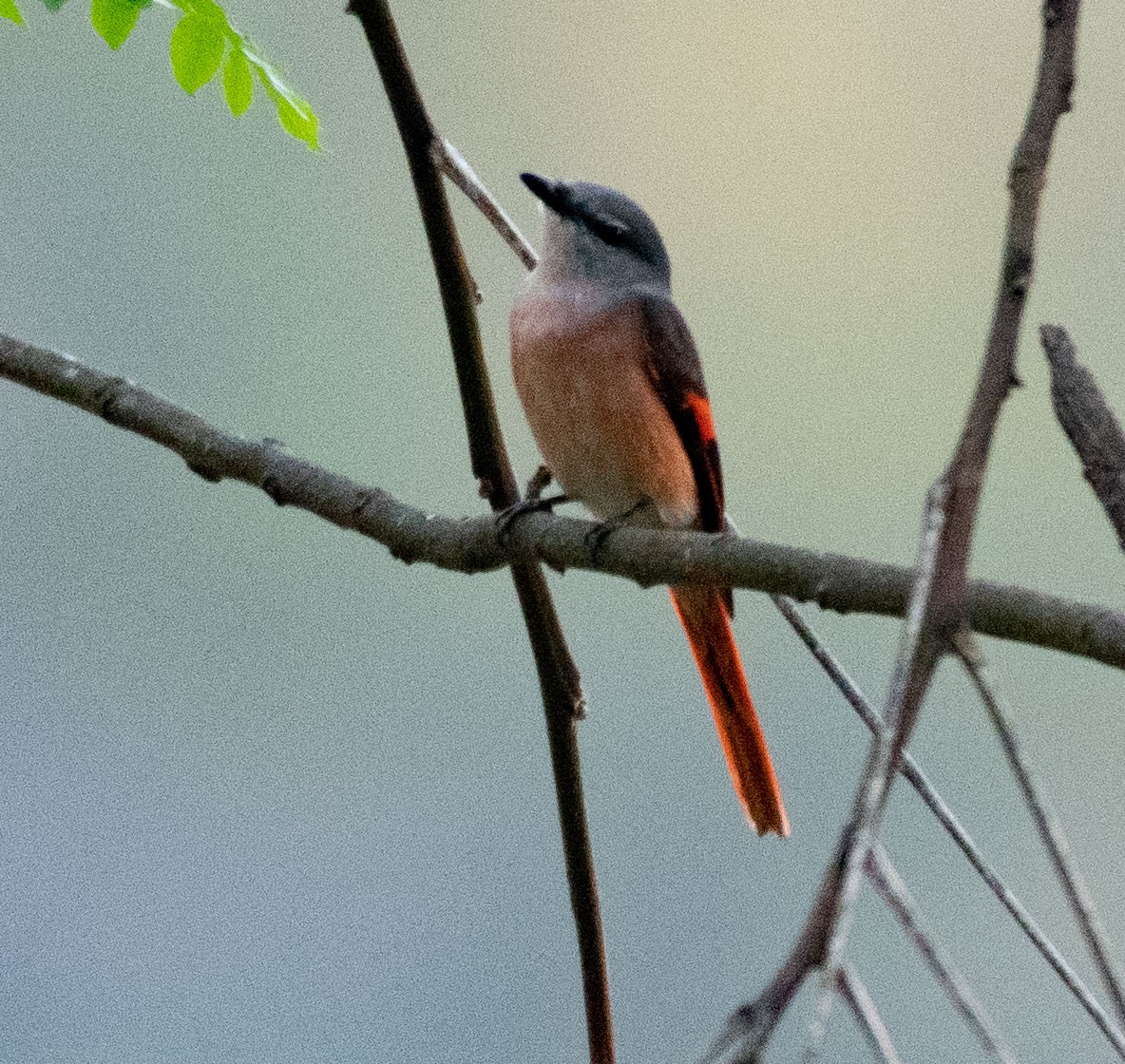 粉紅山椒鳥 - ML620397998