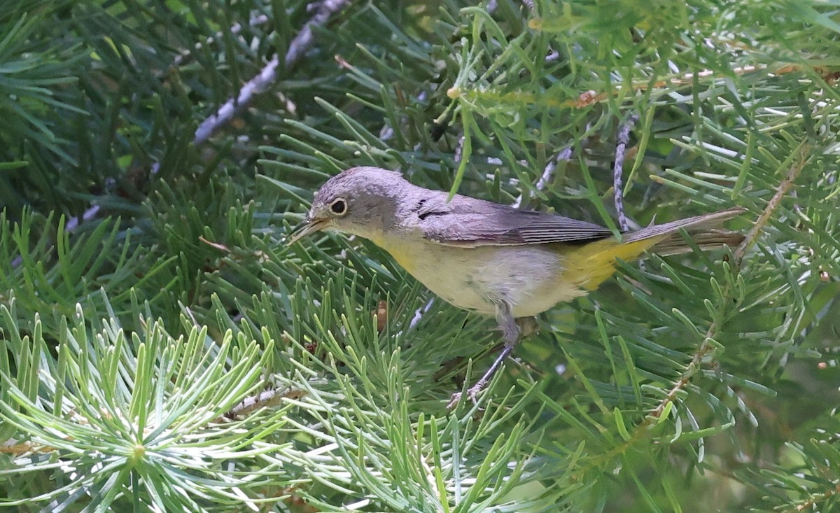 Gelbsteiß-Waldsänger - ML620397999