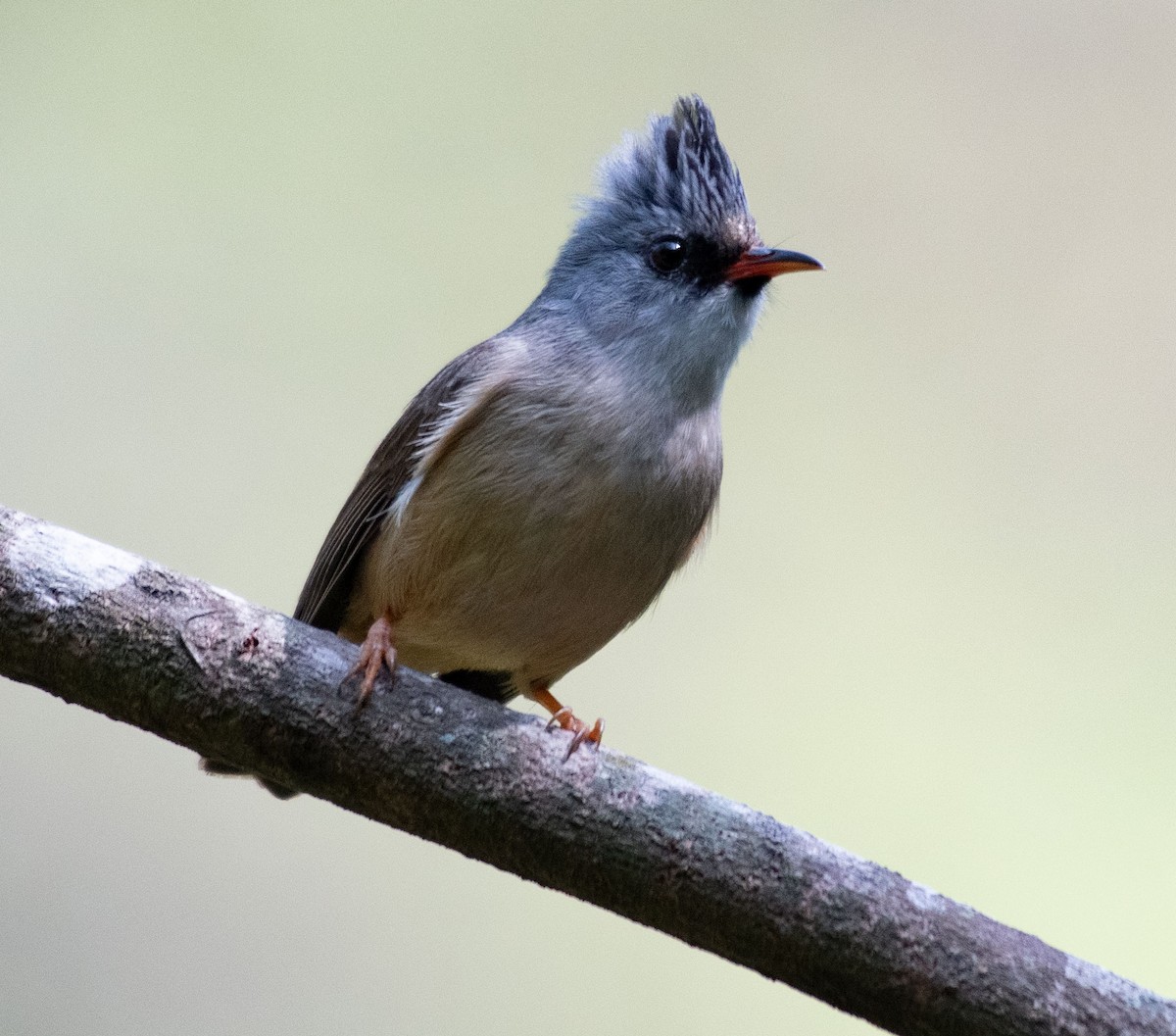 Black-chinned Yuhina - ML620398003