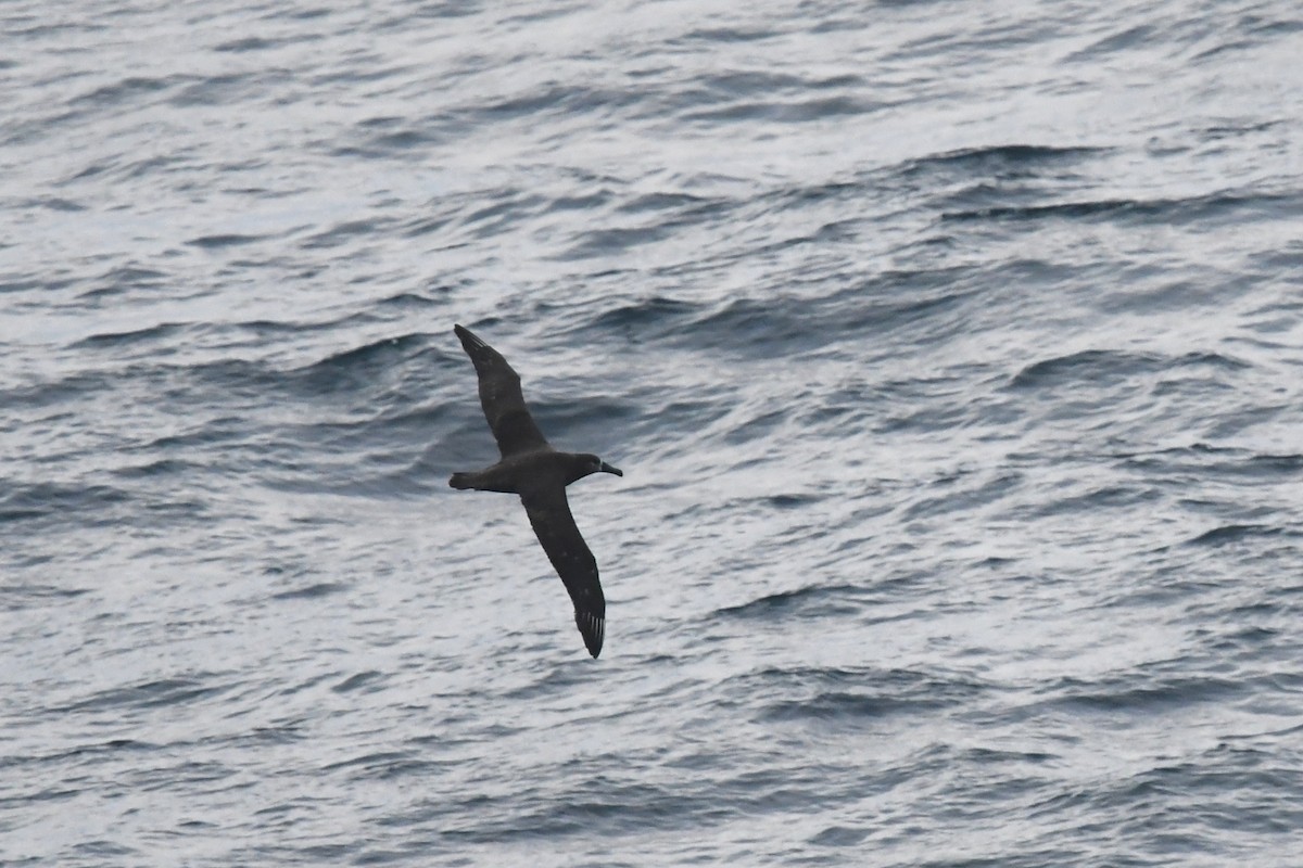 Black-footed Albatross - ML620398009