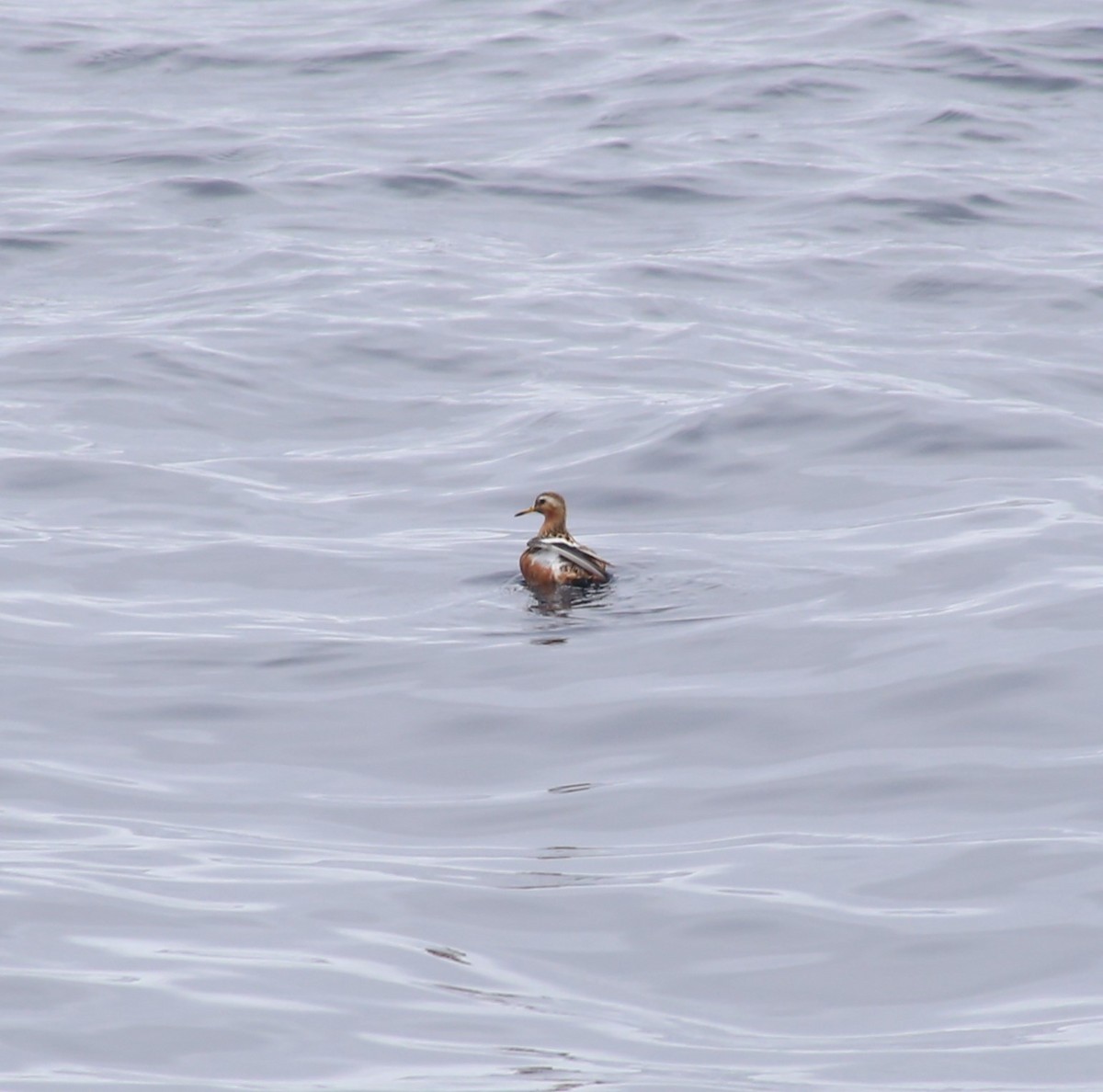 Red Phalarope - ML620398021