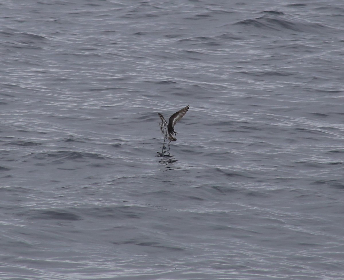 Red Phalarope - ML620398026