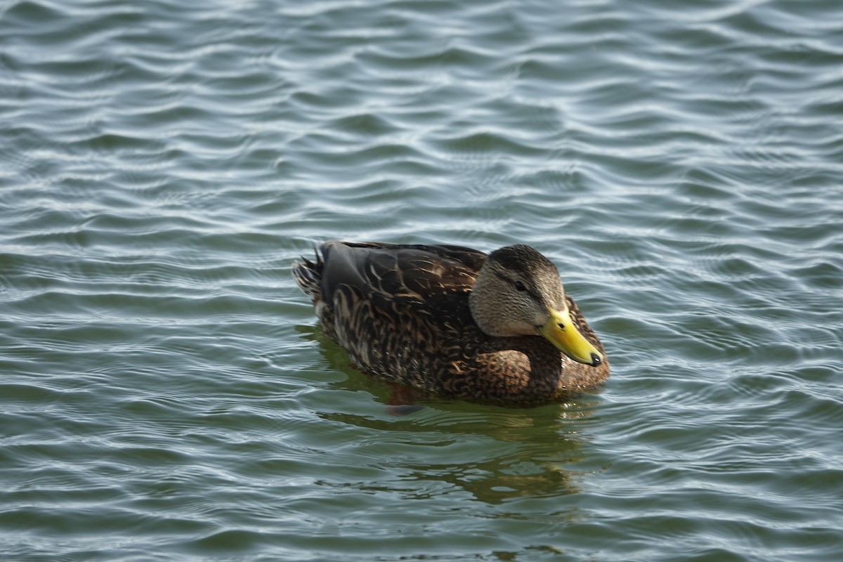 Mexican Duck - ML620398043