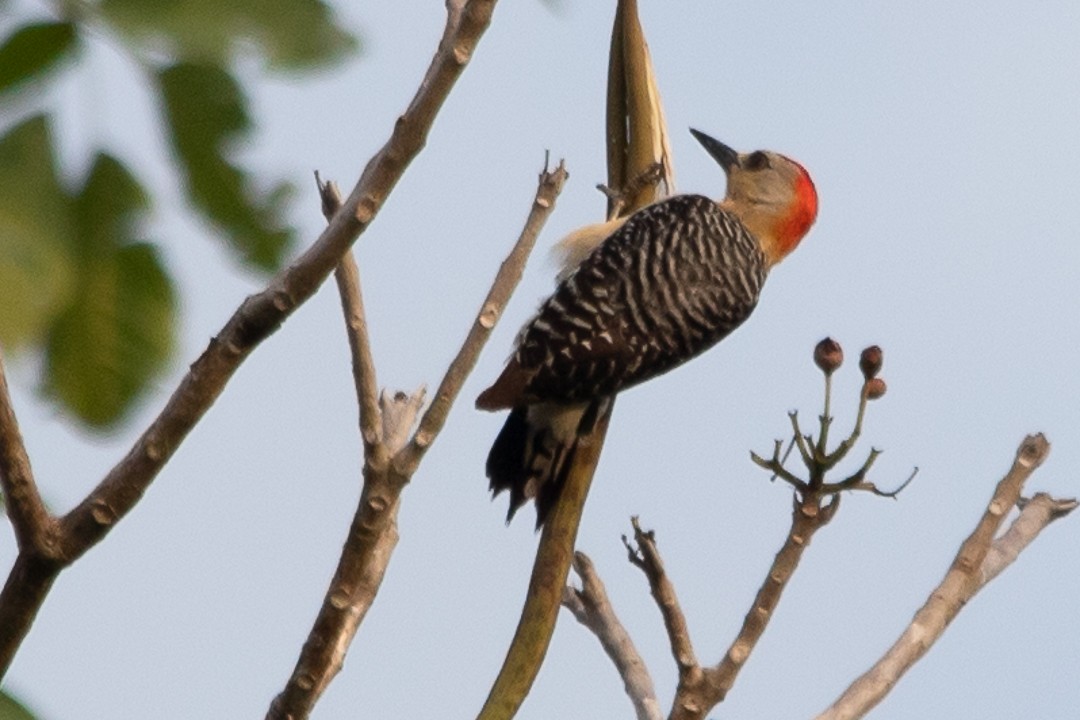 Red-crowned Woodpecker - ML620398046