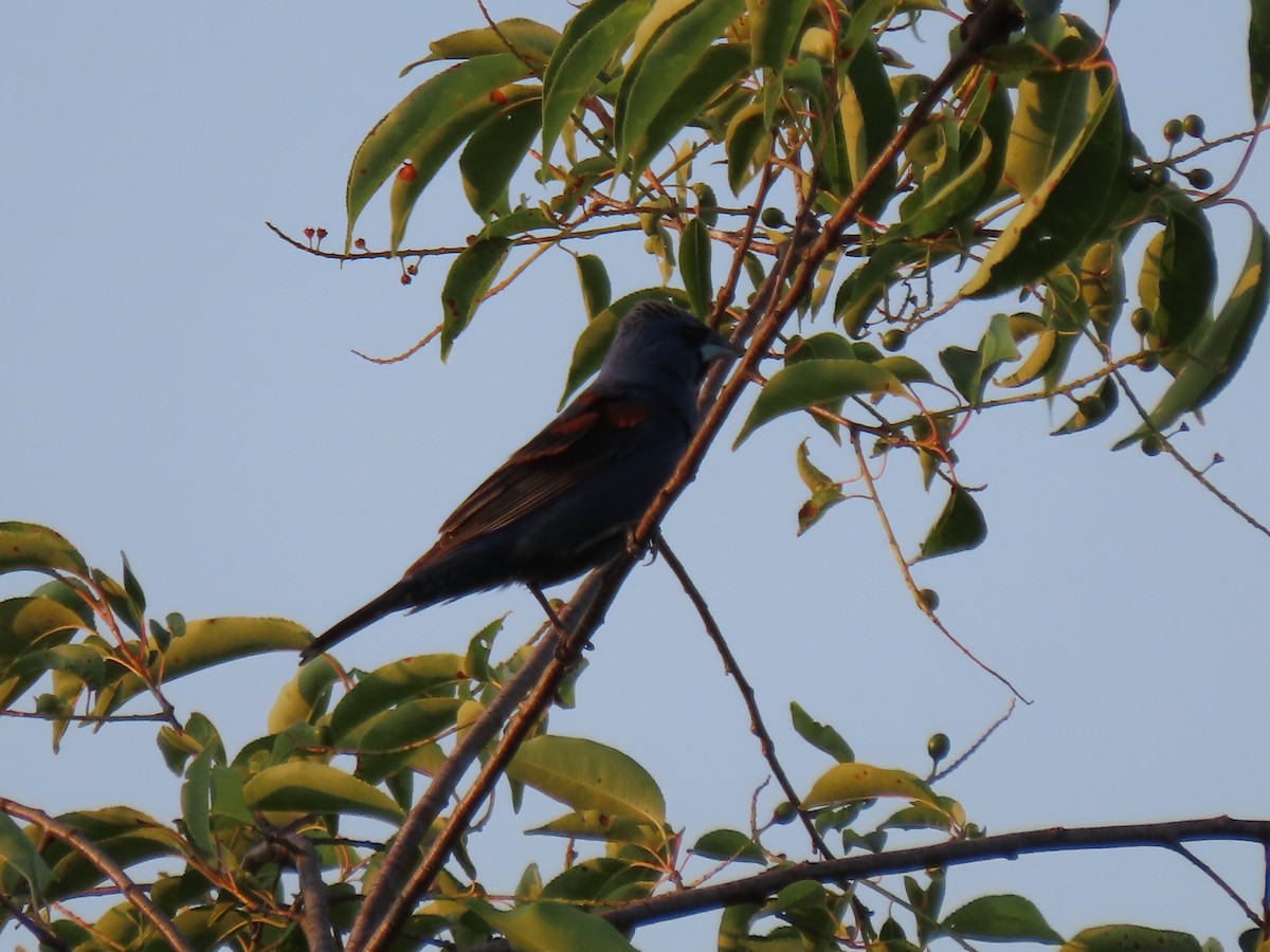 Blue Grosbeak - ML620398053