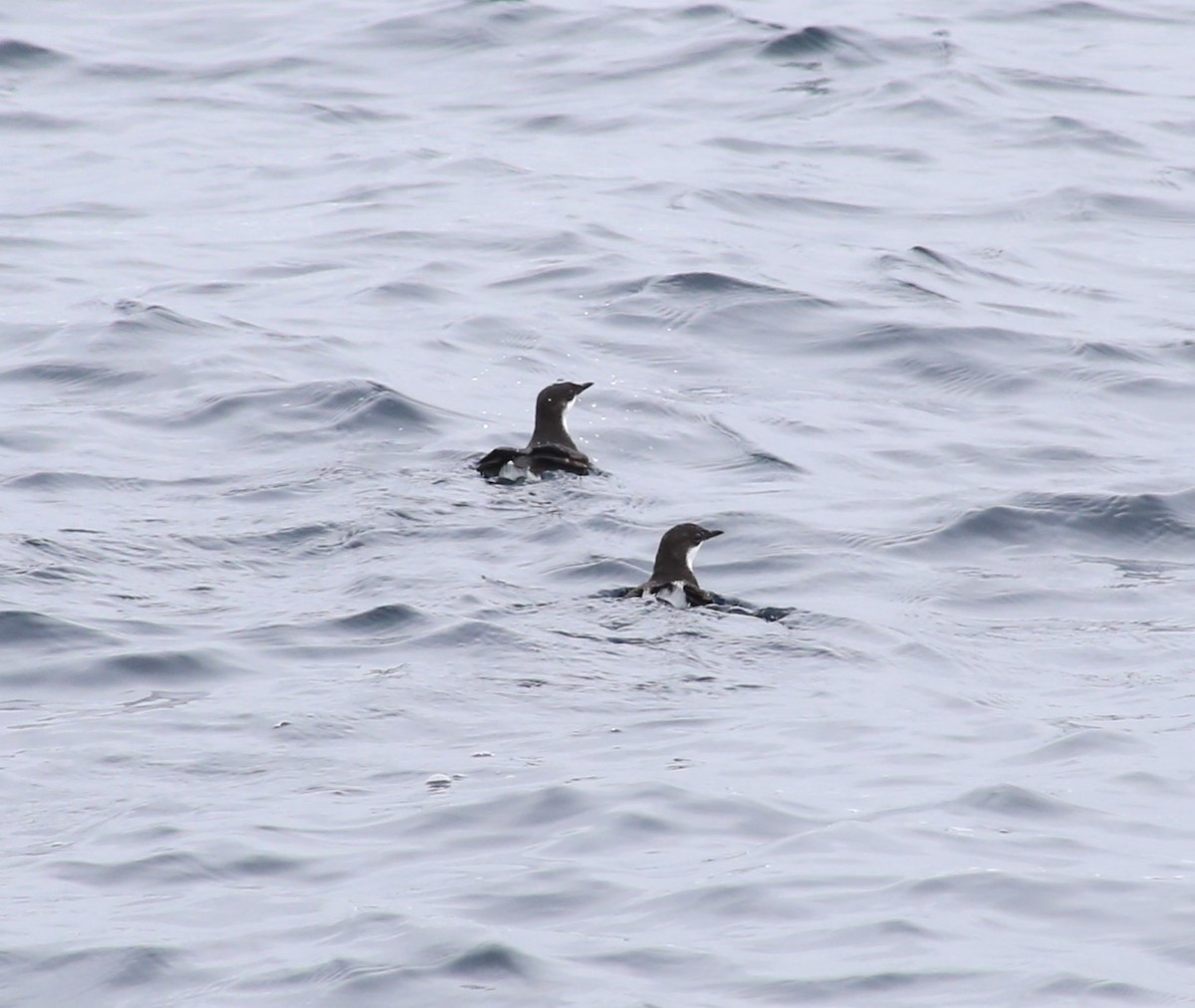 Craveri's Murrelet - ML620398058