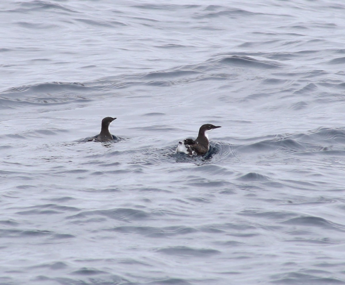 Craveri's Murrelet - ML620398060