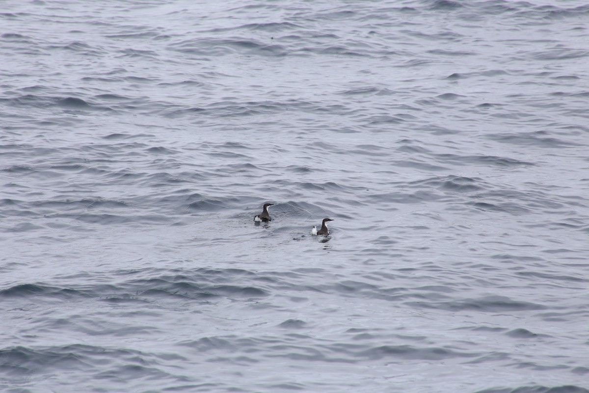 Craveri's Murrelet - ML620398061