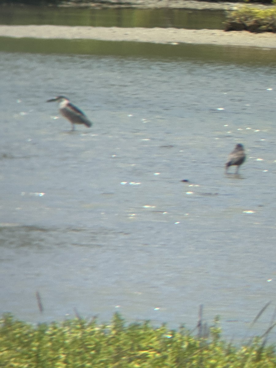 Black-crowned Night Heron - ML620398076