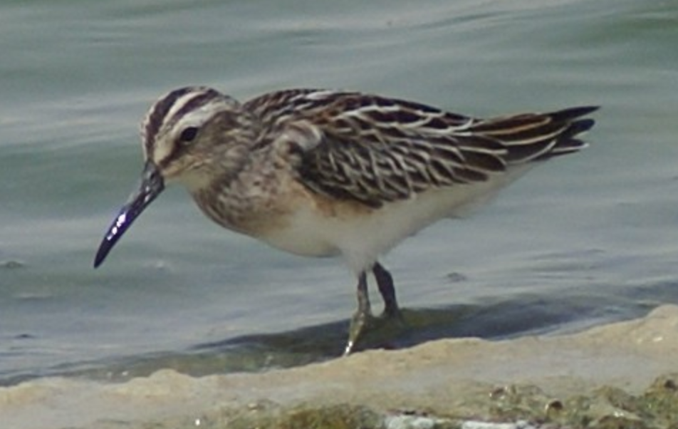 Broad-billed Sandpiper - ML620398077