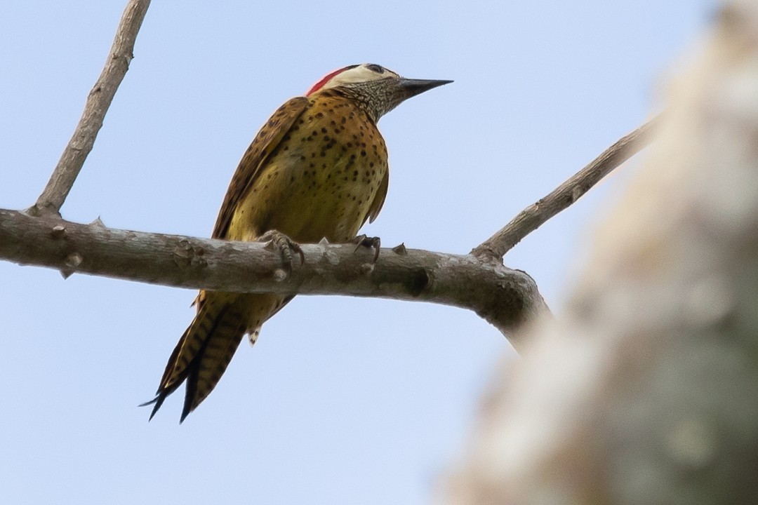 Spot-breasted Woodpecker - ML620398078