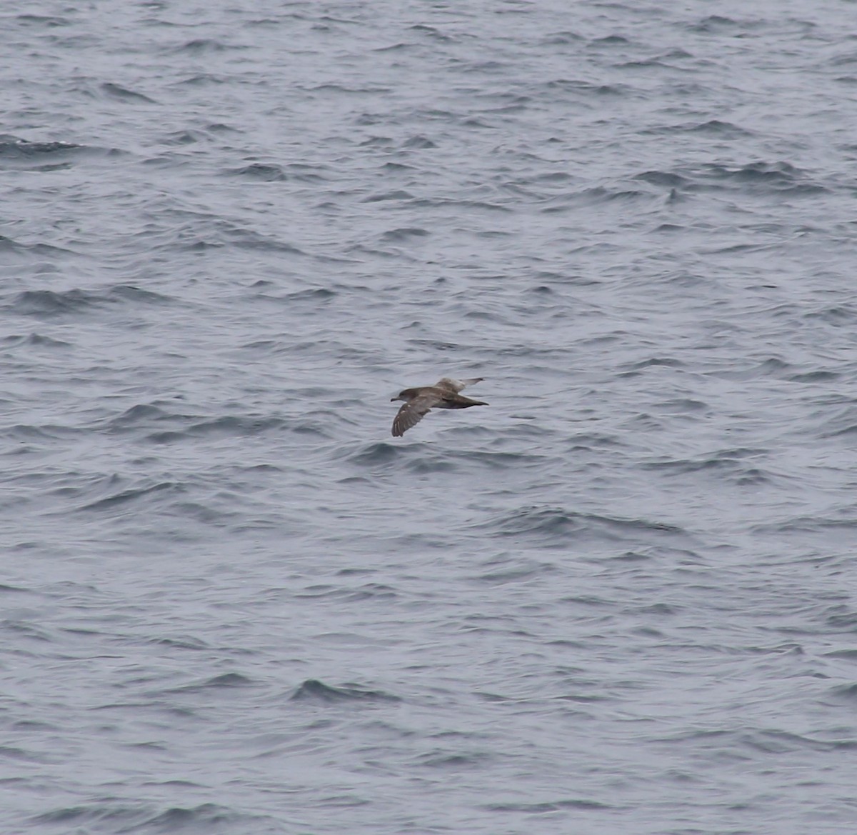 Pink-footed Shearwater - ML620398079