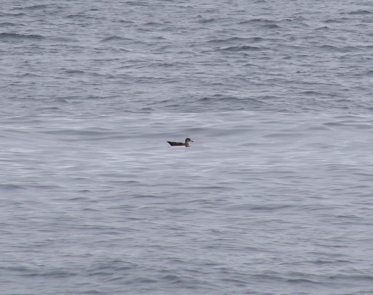 Pink-footed Shearwater - ML620398080