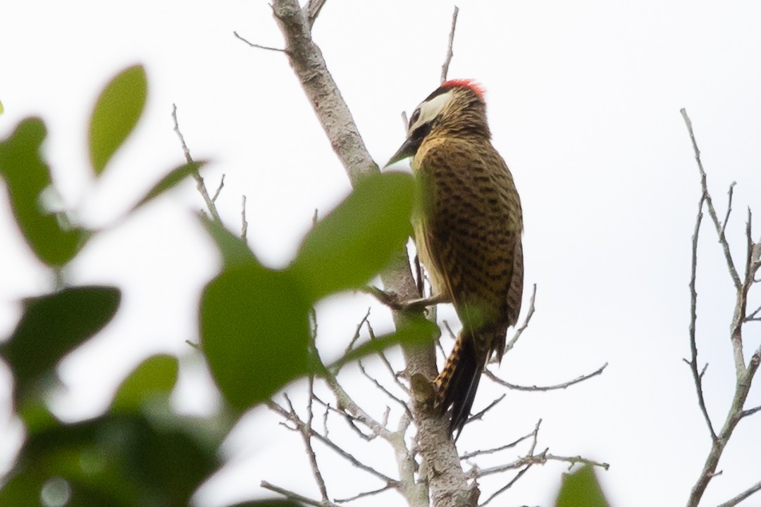 Spot-breasted Woodpecker - ML620398082