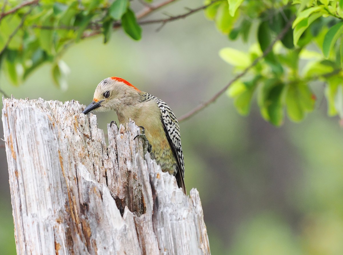 West Indian Woodpecker - ML620398084