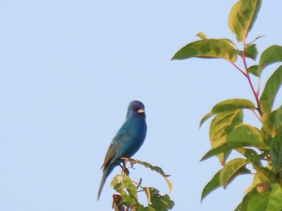 Indigo Bunting - ML620398086